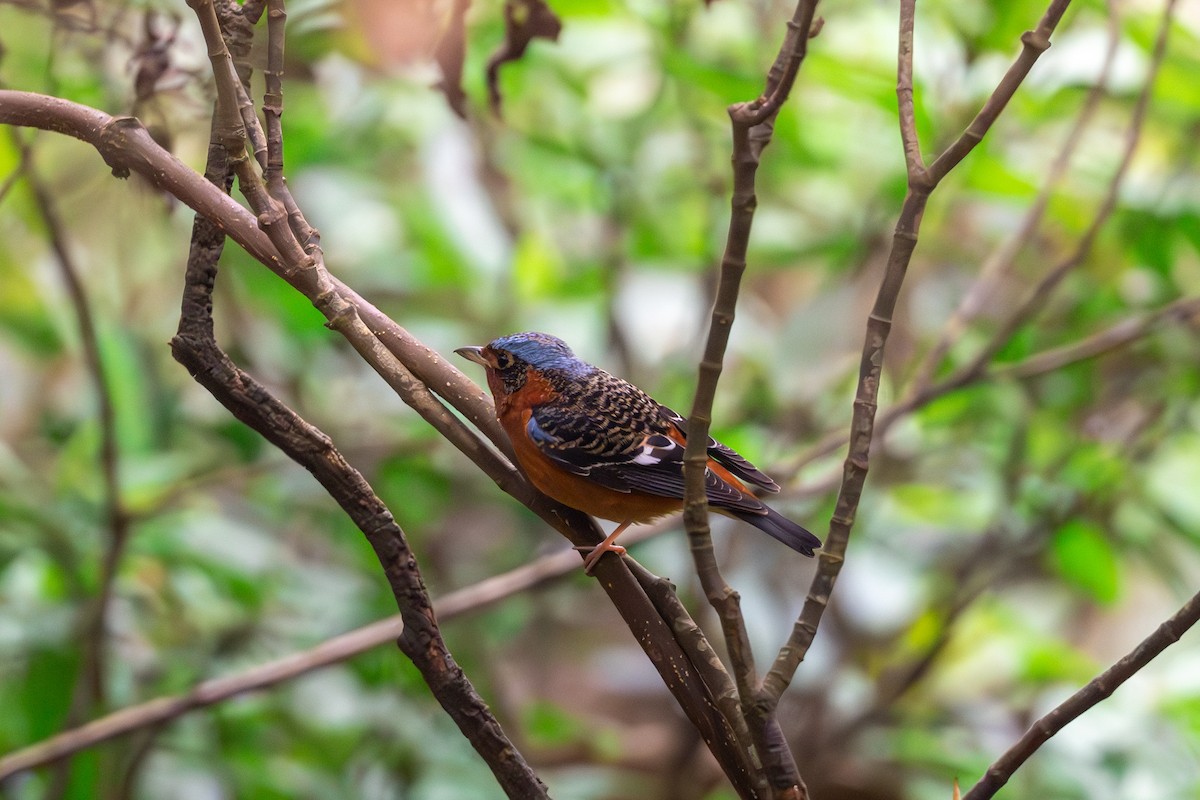 White-throated Rock-Thrush - ML633855588