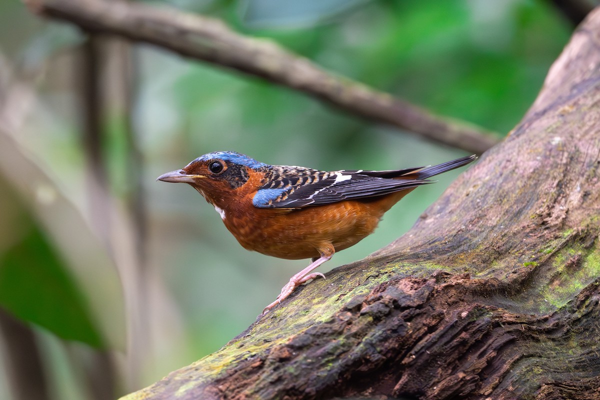 White-throated Rock-Thrush - ML633855590