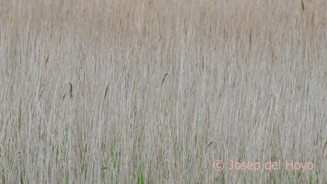 Common Waxbill - ML633855610