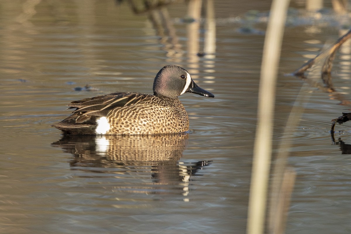 Blue-winged Teal - ML633855836