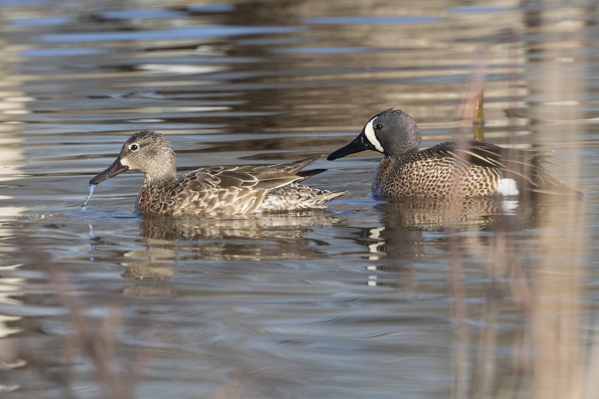 Blue-winged Teal - ML633855837