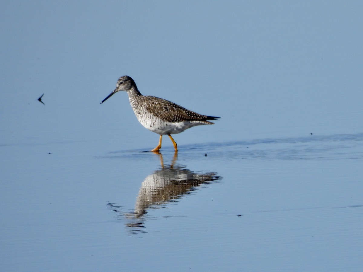gulbeinsnipe - ML633855860