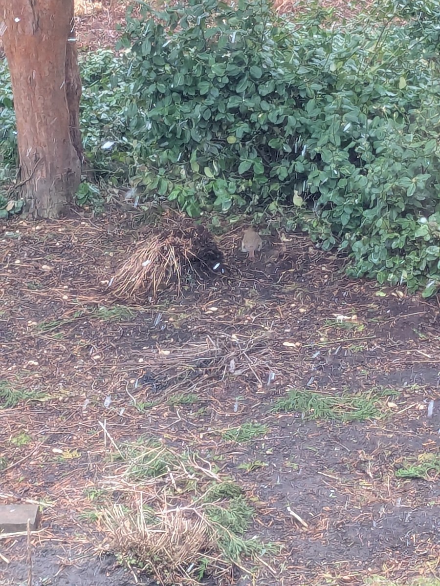 Hermit Thrush - ML633855942