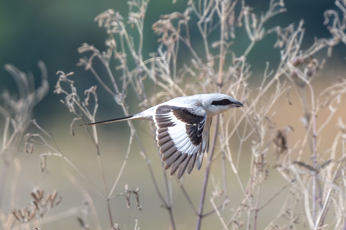 Chinese Gray Shrike - ML633856035