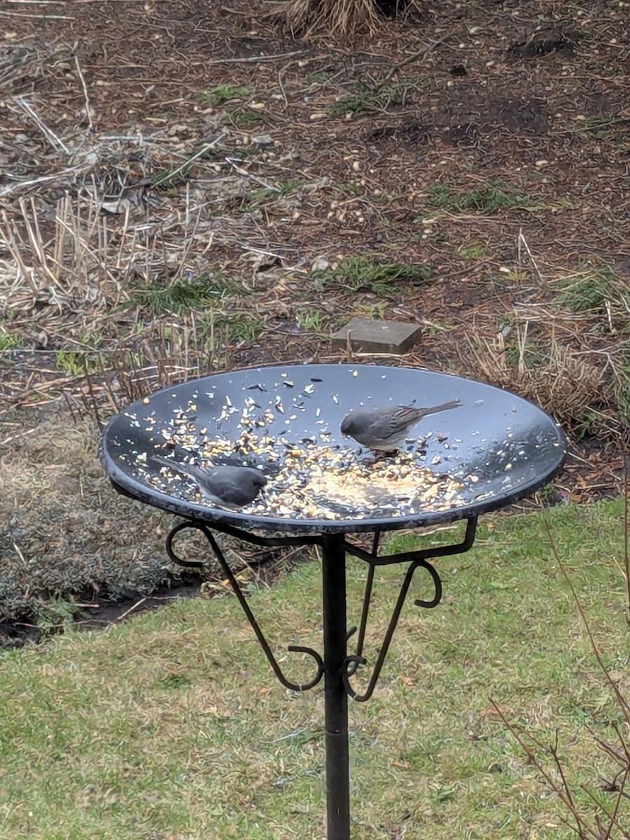Dark-eyed Junco - ML633856129