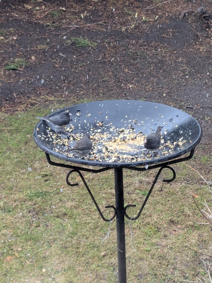 Dark-eyed Junco - ML633856185