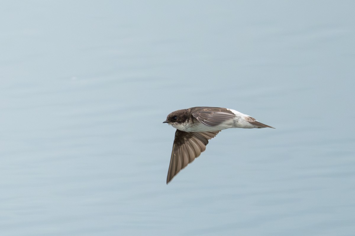 Siberian House-Martin - ML633856276