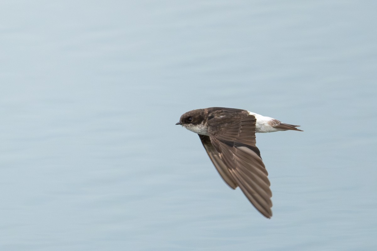 Siberian House-Martin - ML633856277