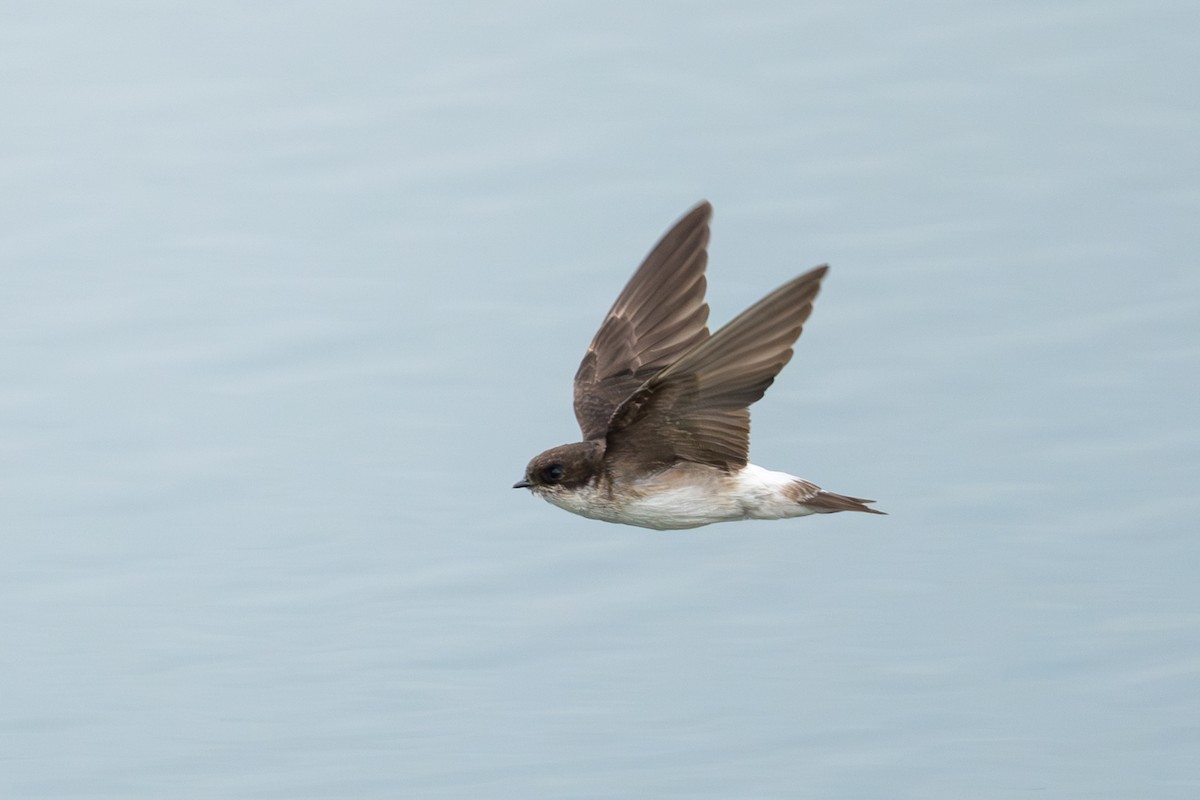 Siberian House-Martin - ML633856278