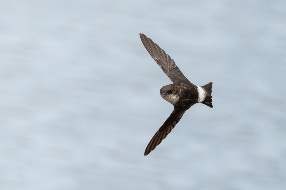 Siberian House-Martin - ML633856279