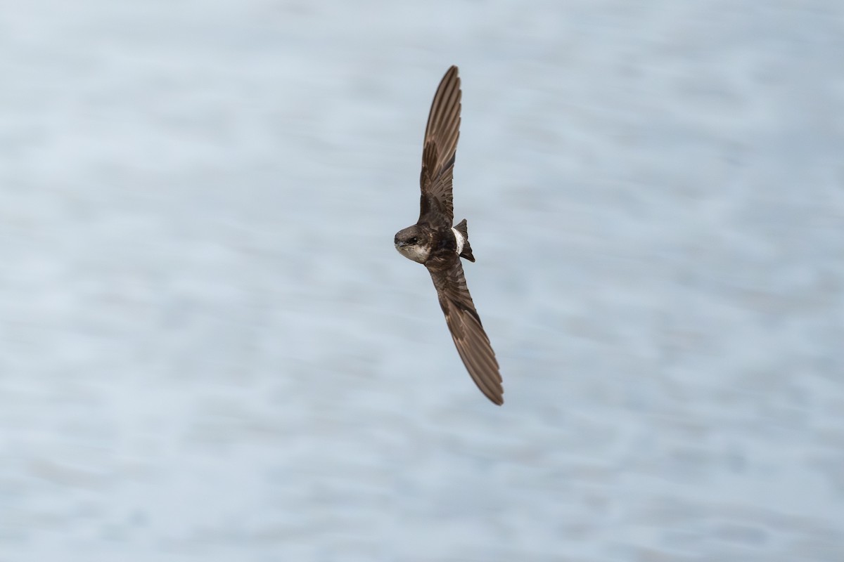 Siberian House-Martin - ML633856281