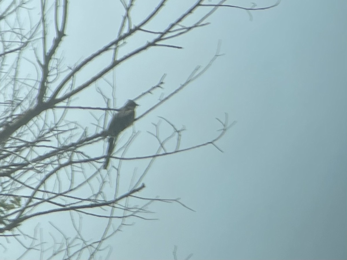 Great Spotted Cuckoo - ML633856368