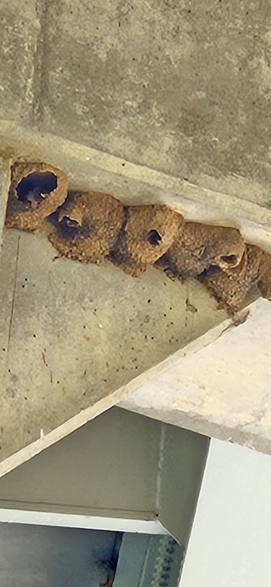 Cliff Swallow - ML633856383