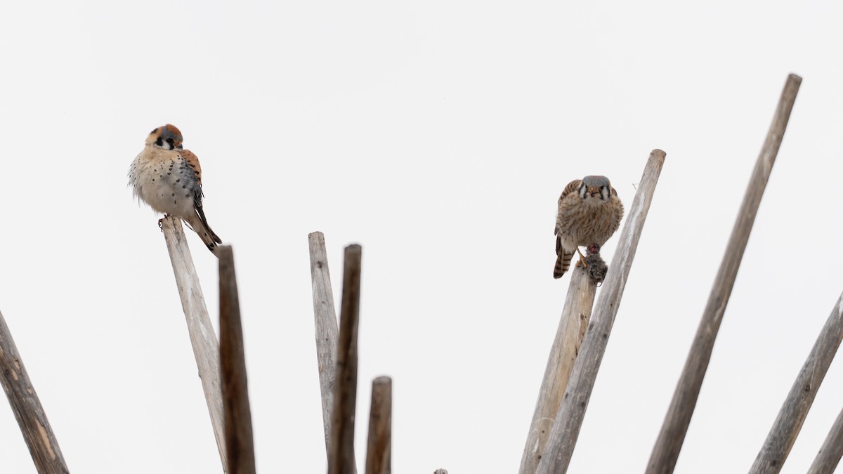 American Kestrel - ML633856386