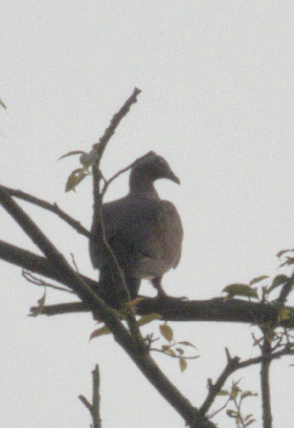 Pale-capped Pigeon - ML633856387