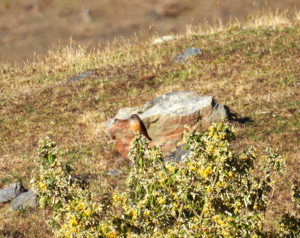 Streak-throated Bush-Tyrant - ML633856391
