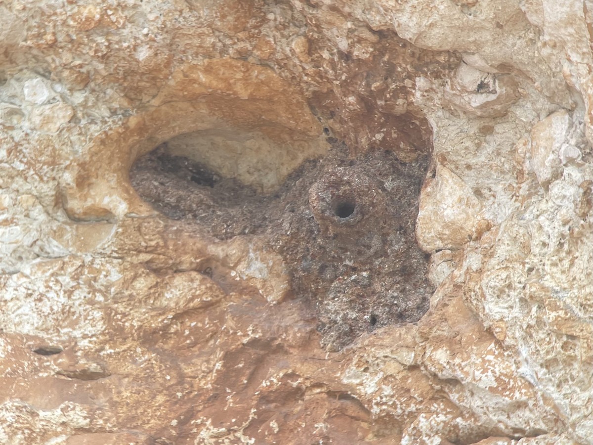 Western Rock Nuthatch - ML633856405