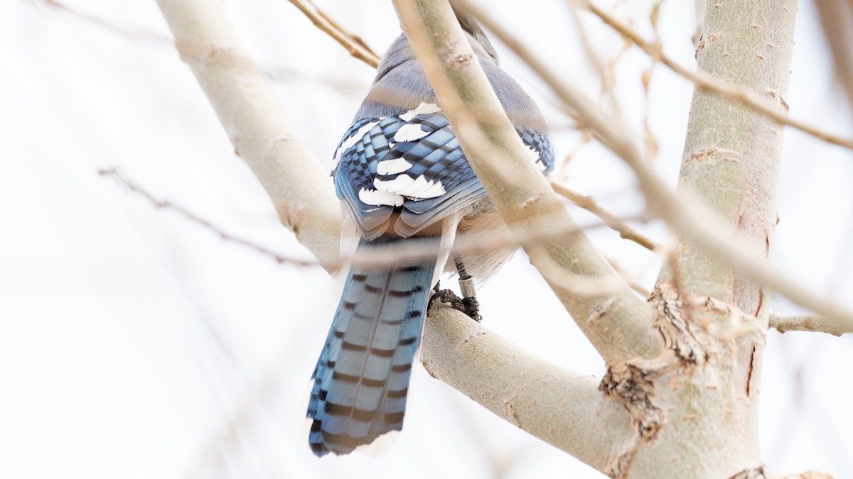 Blue Jay - ML633856416