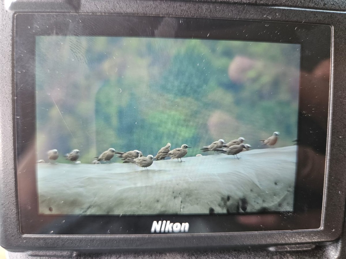 שחפית חומה - ML633856438