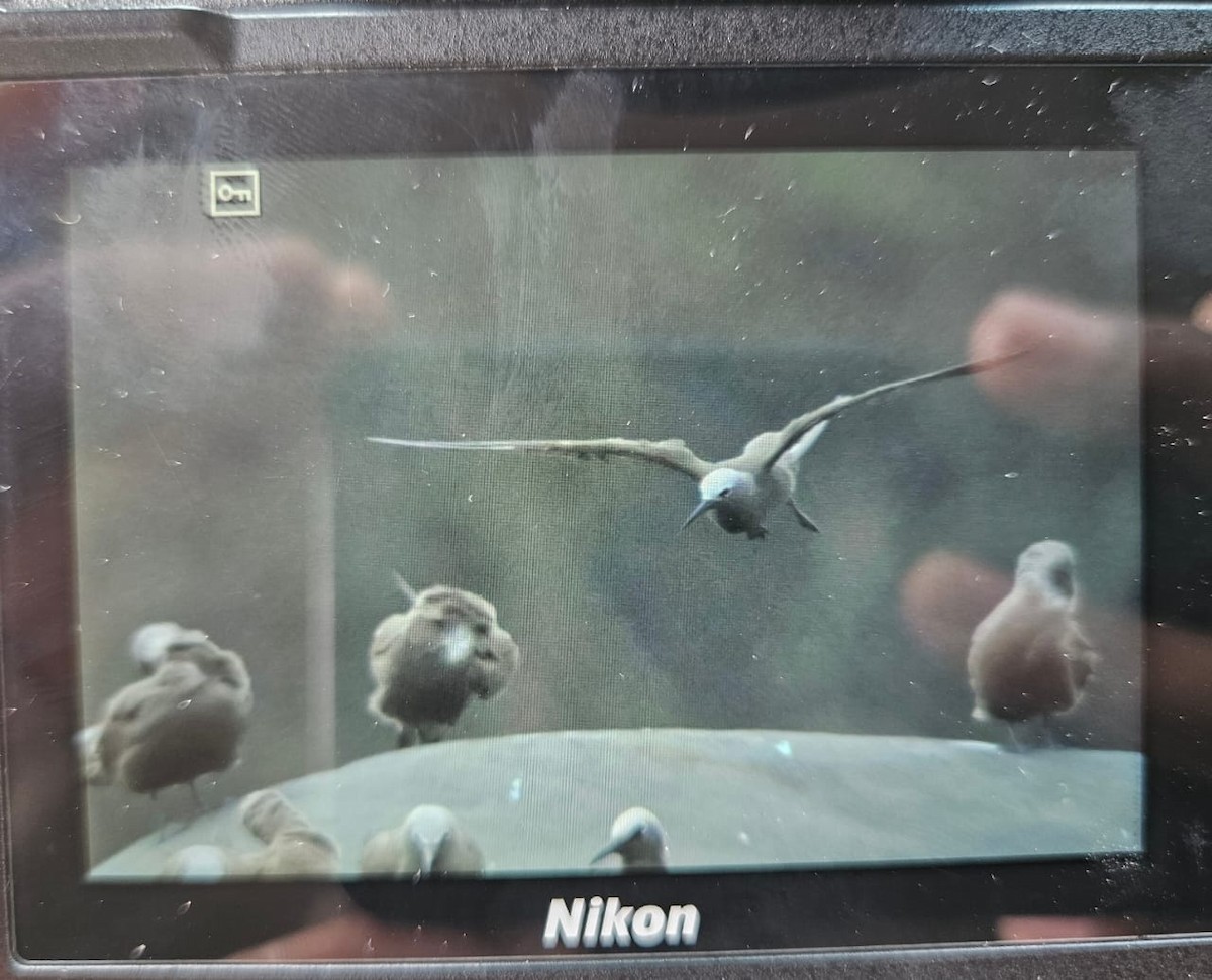 Lesser Noddy - ML633856448