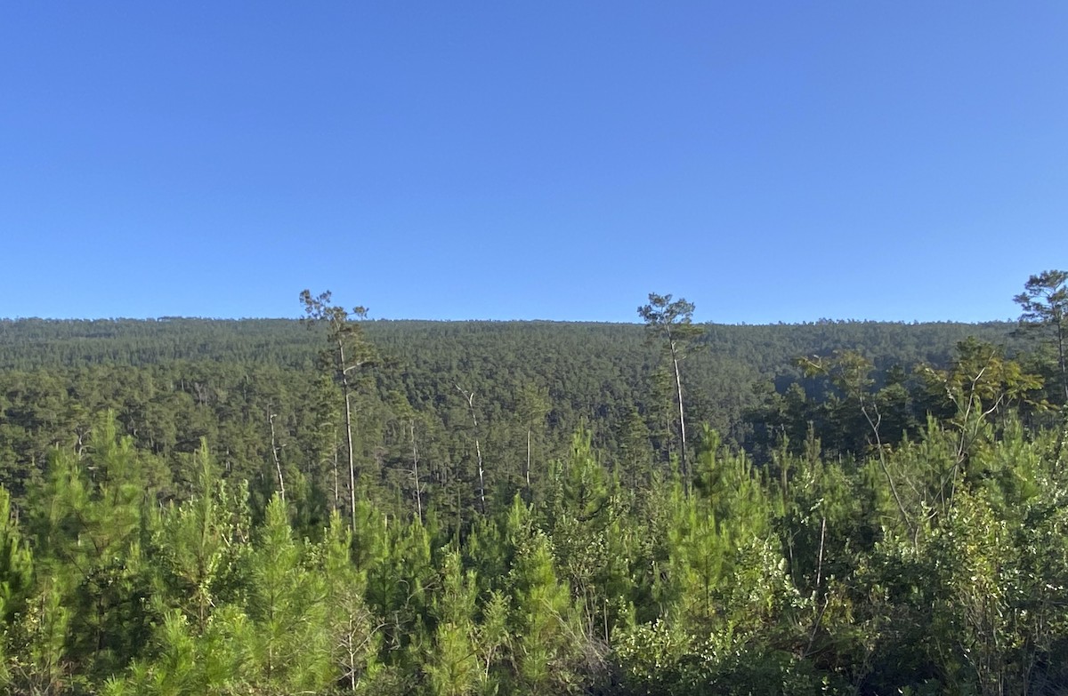 null - ML633856631
