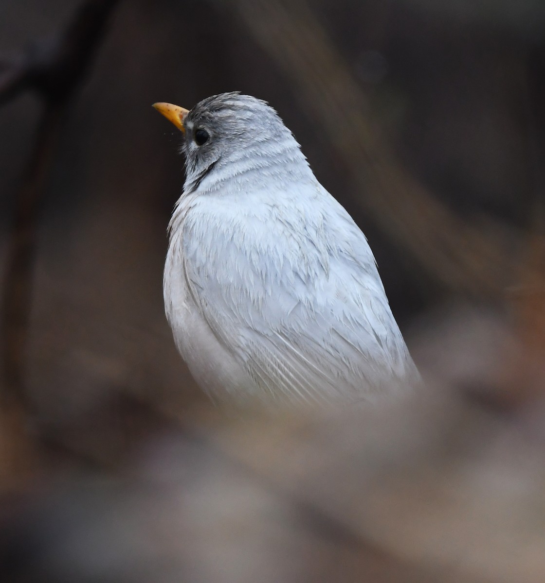 American Robin - ML633856834