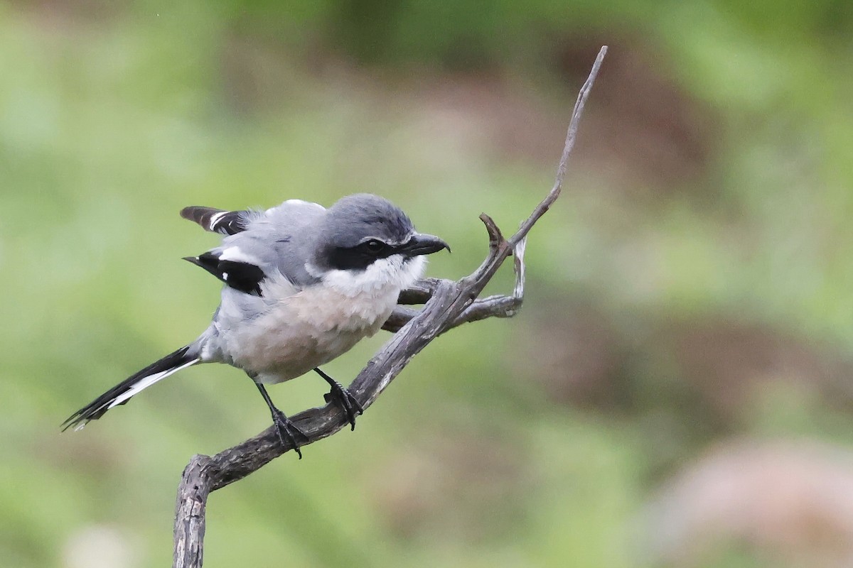 Iberian Gray Shrike - ML633857068