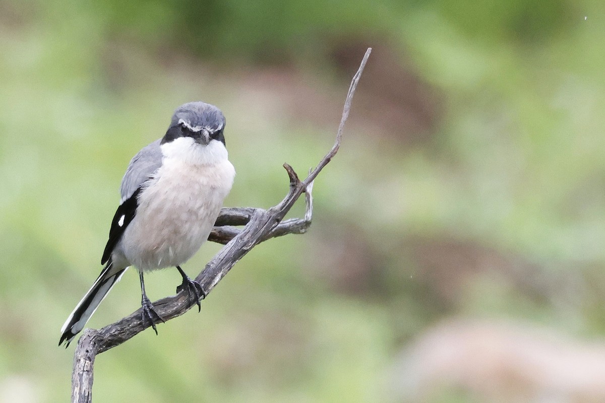 Iberian Gray Shrike - ML633857069