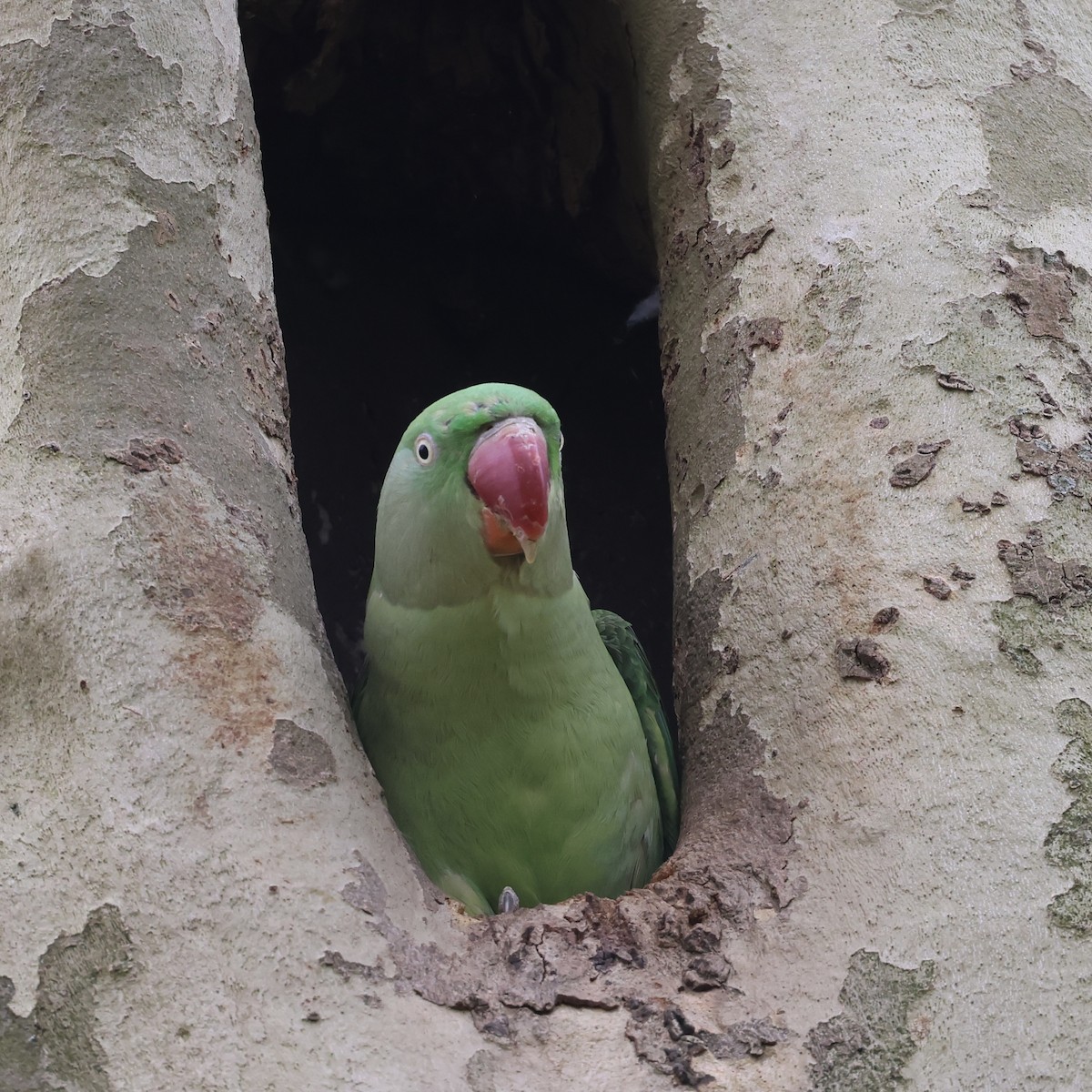 Alexandrine Parakeet - ML633857096
