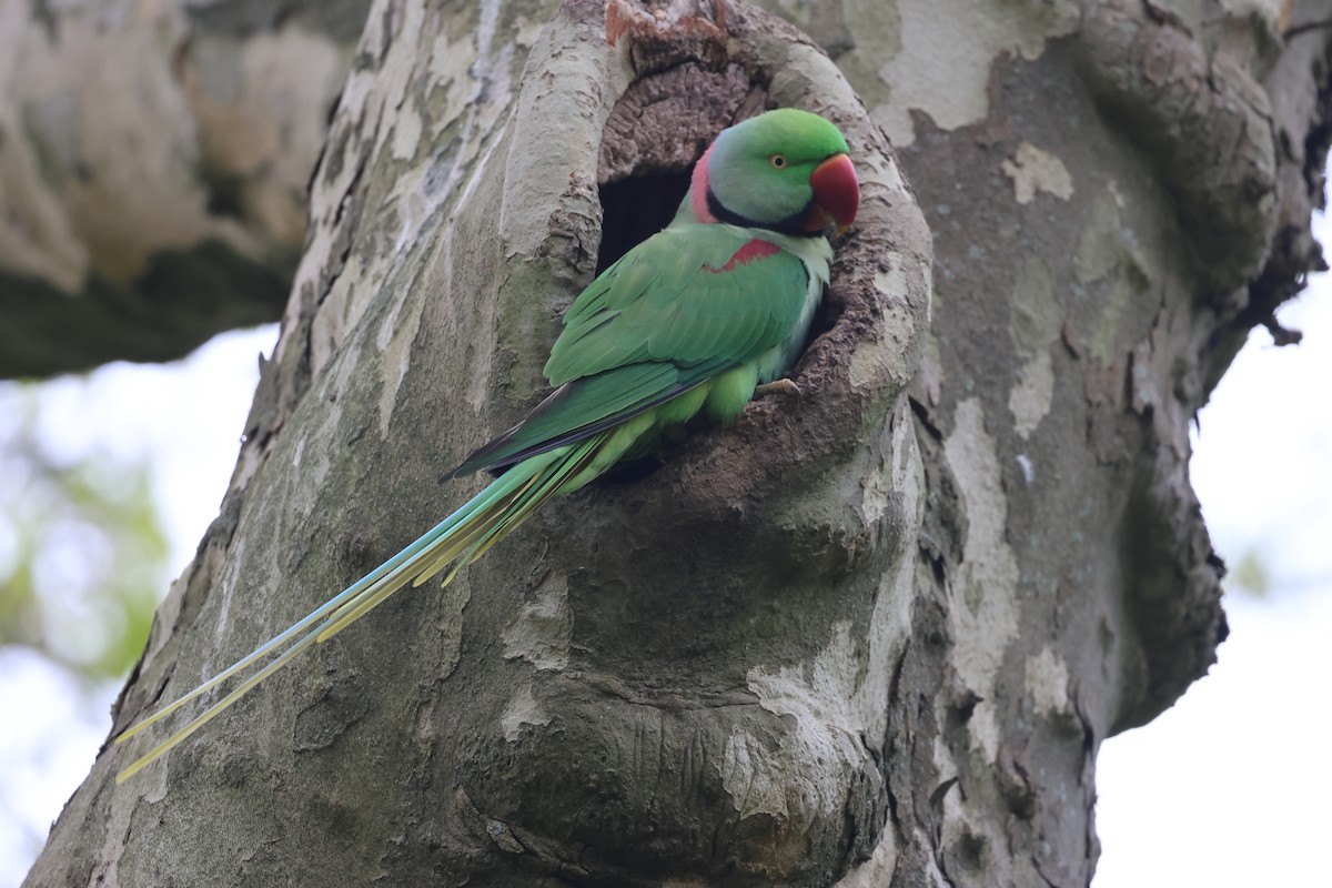 Alexandrine Parakeet - ML633857097
