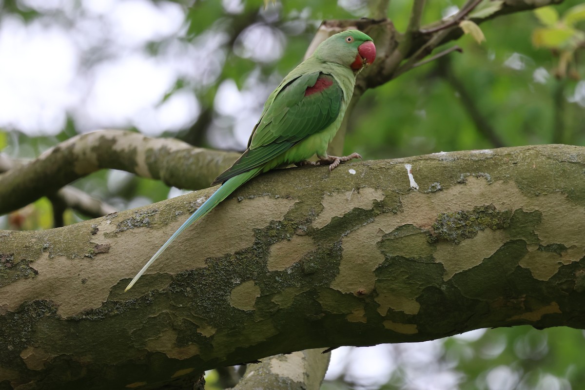 Alexandrine Parakeet - ML633857098