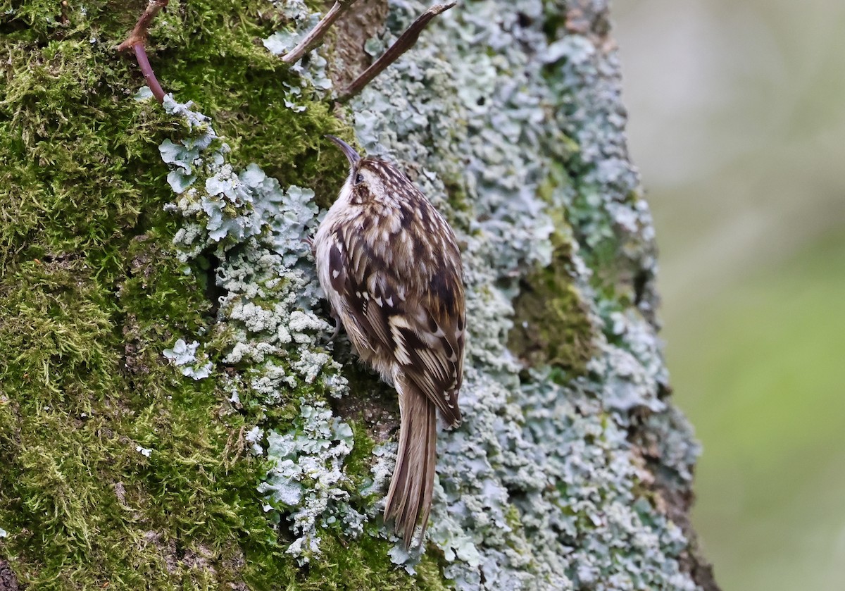 Short-toed Treecreeper - ML633857136