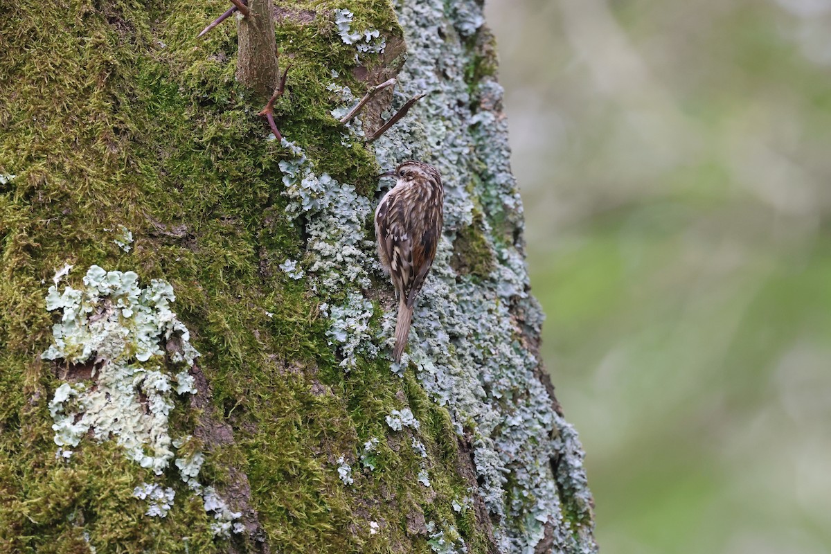 Short-toed Treecreeper - ML633857137