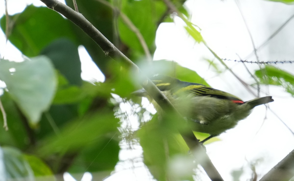 Red-rumped Tinkerbird - ML633857247