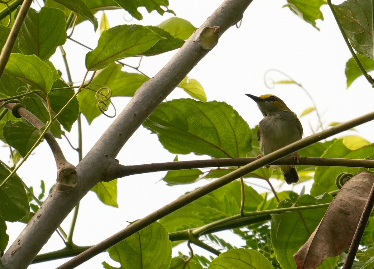 Yellow-browed Camaroptera - ML633857275