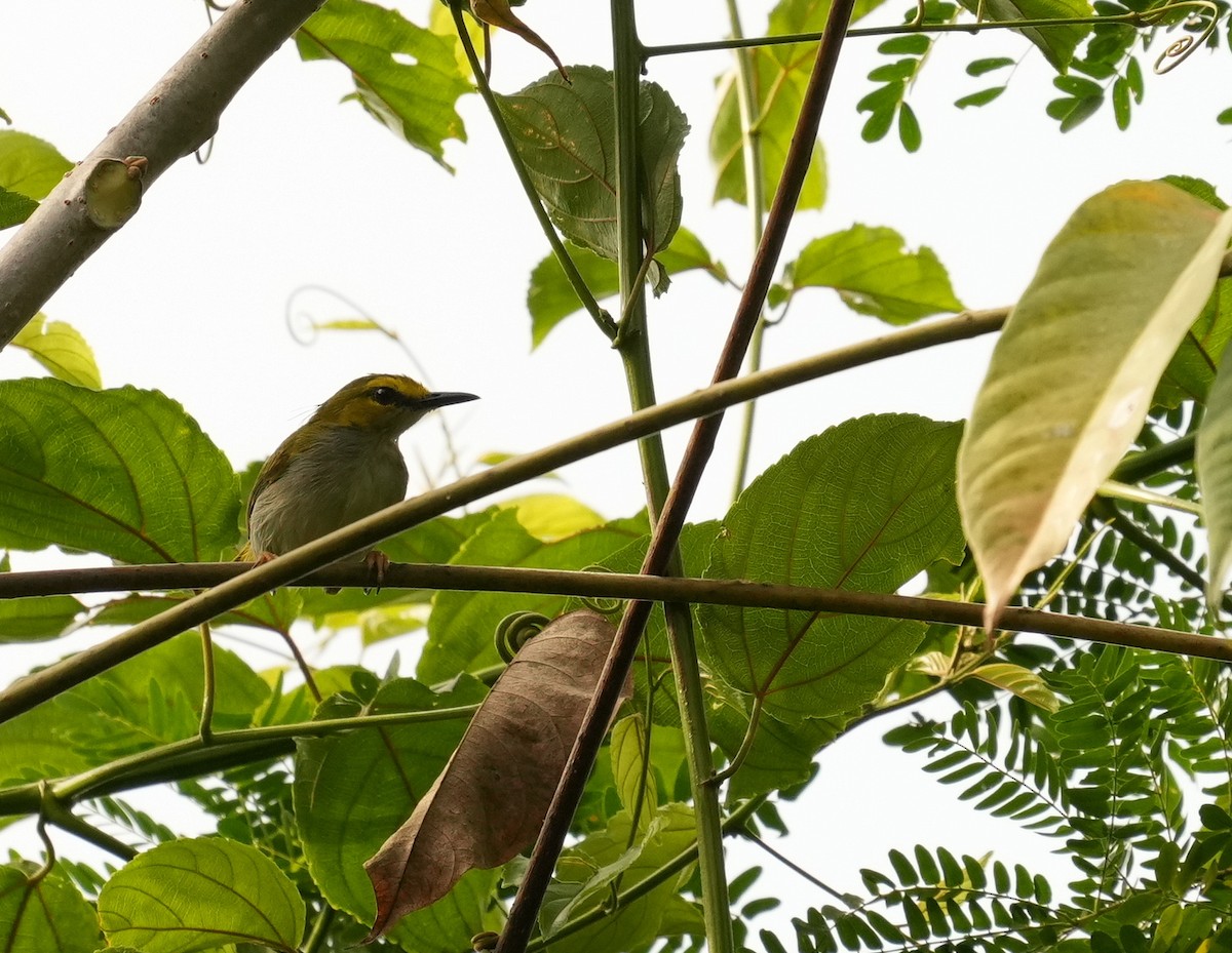 Yellow-browed Camaroptera - ML633857281