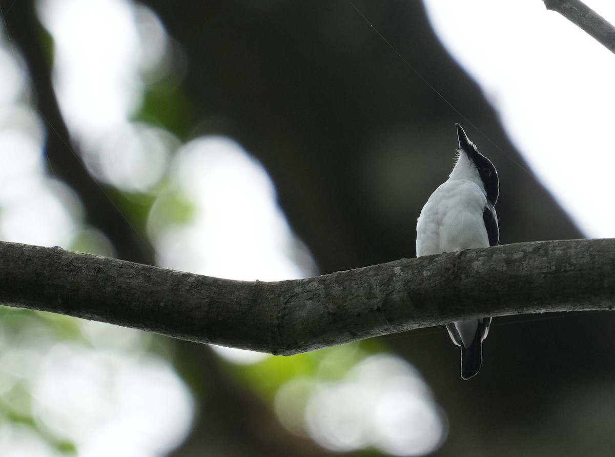 African Shrike-flycatcher - ML633857473