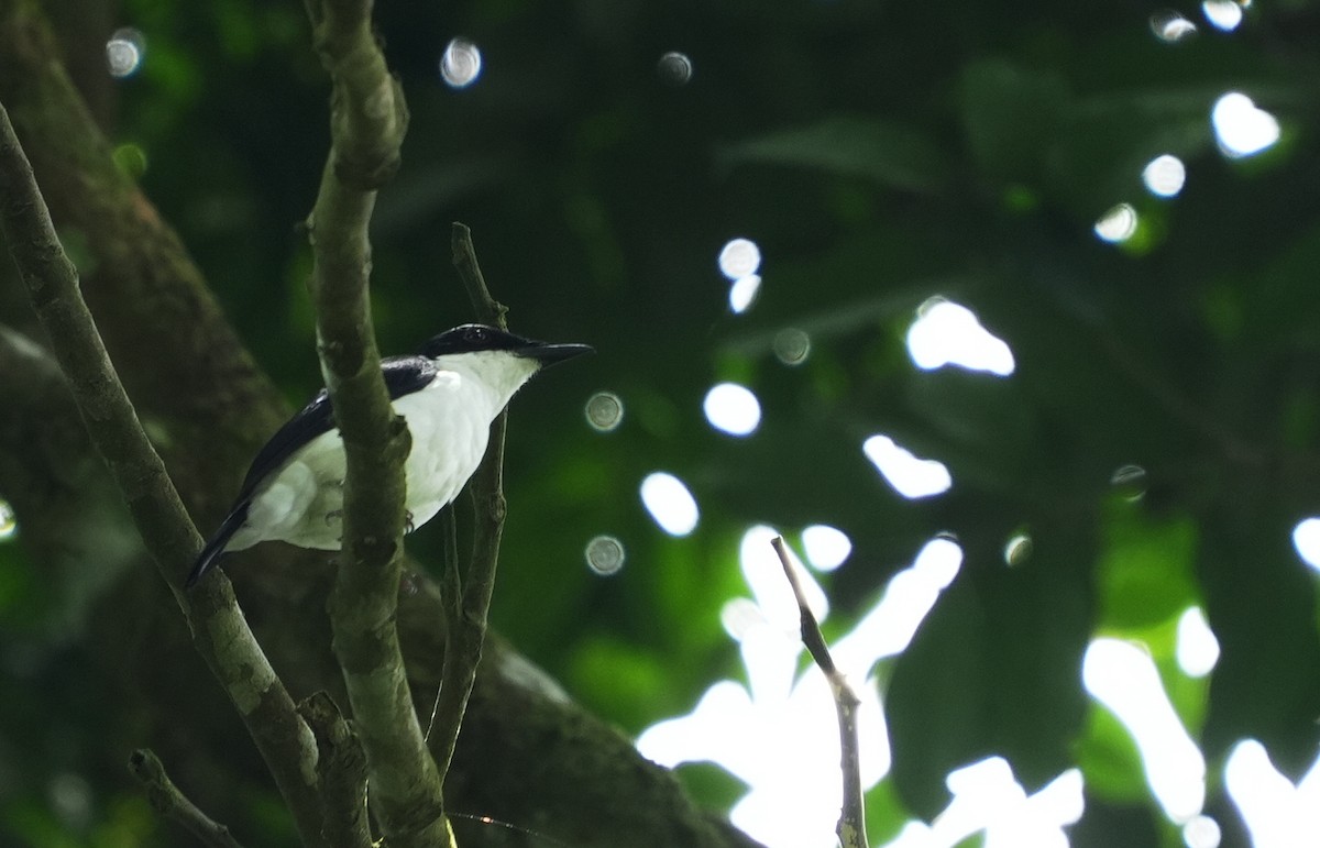 African Shrike-flycatcher - ML633857495