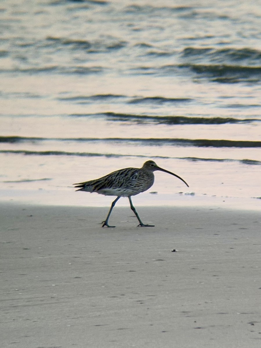 Eurasian Curlew - ML633857500