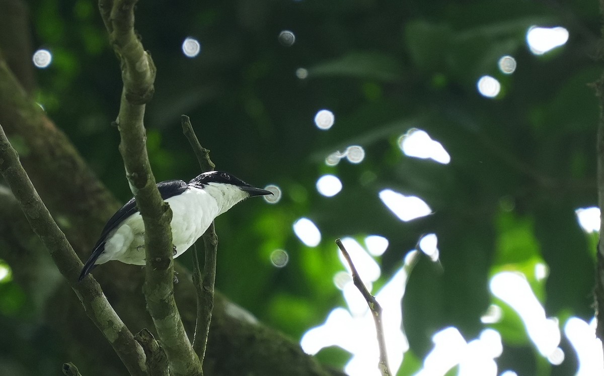 African Shrike-flycatcher - ML633857513