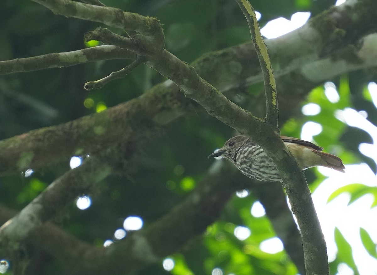African Shrike-flycatcher - ML633857538