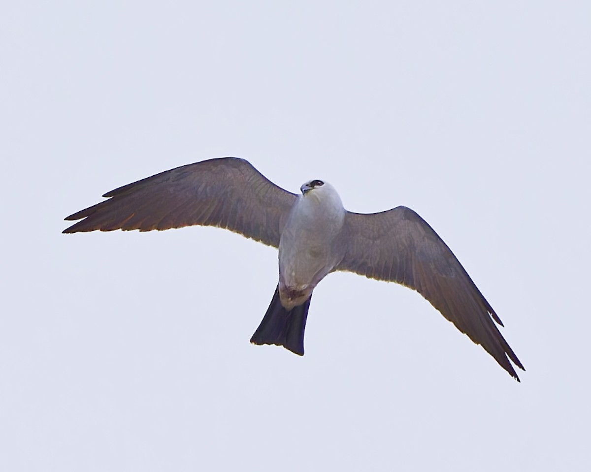 Mississippi Kite - ML633857697