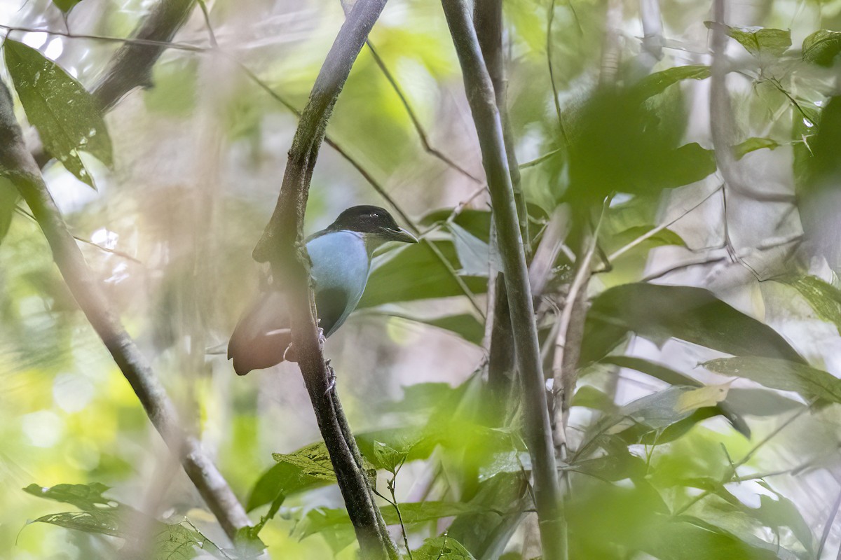 Azure-breasted Pitta - ML633857734