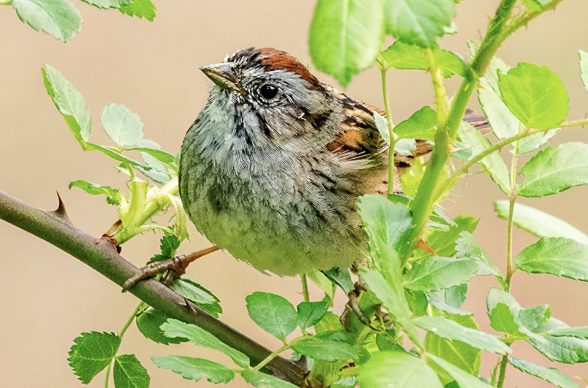Swamp Sparrow - ML633857748