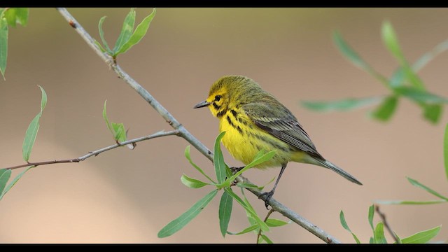 Prairie Warbler - ML633857800