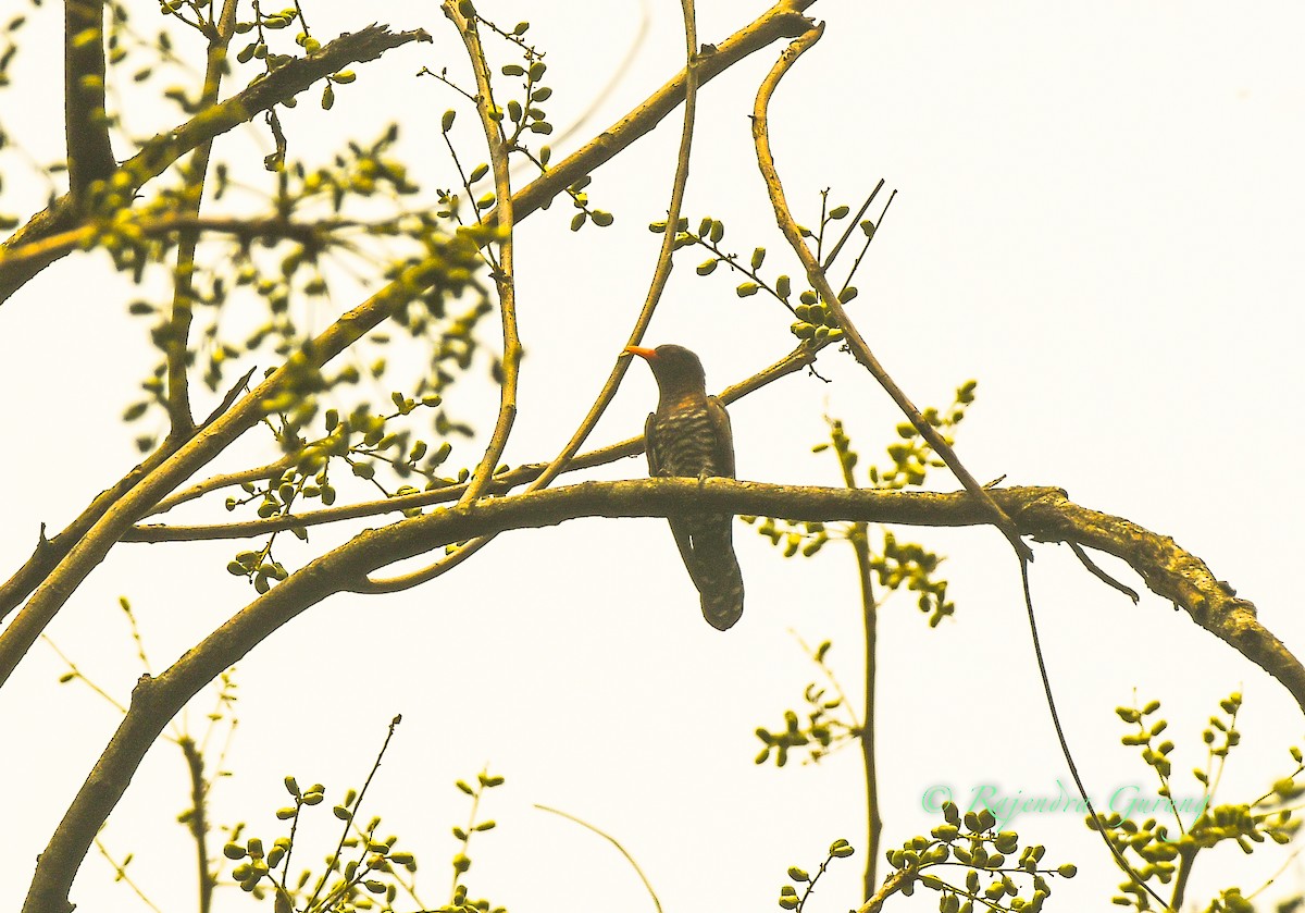 kukačka ametystová - ML633857843