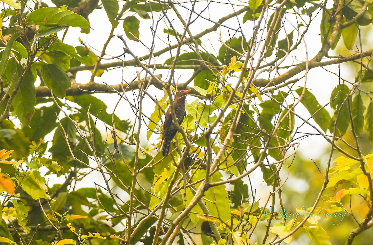 kukačka ametystová - ML633857844