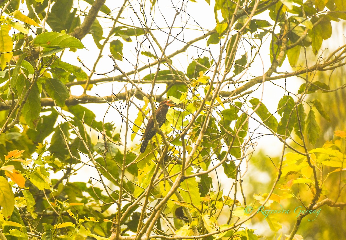 kukačka ametystová - ML633857845