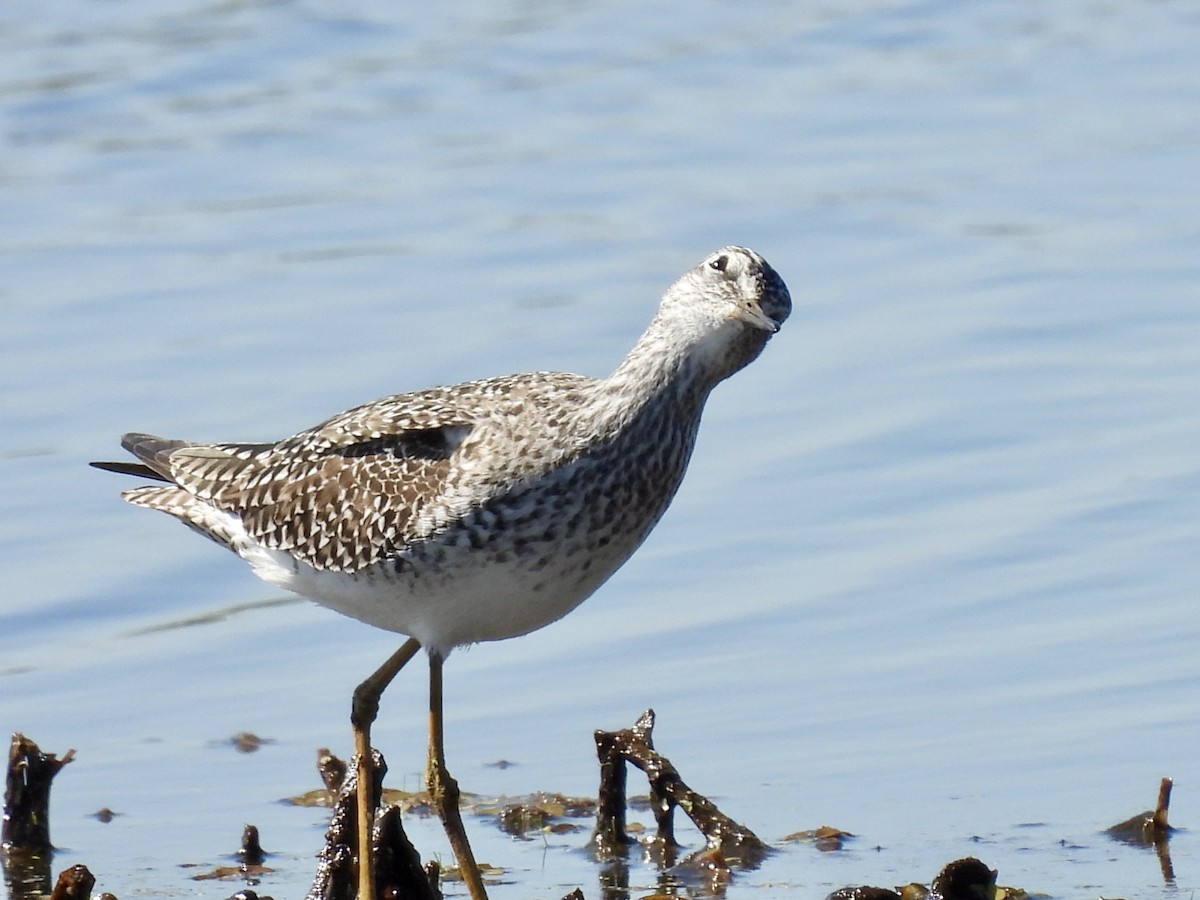 Lesser Yellowlegs - ML633857924