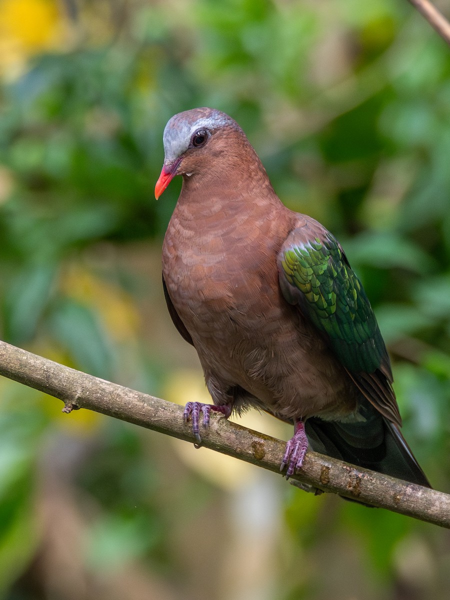 Asian Emerald Dove - ML633857934